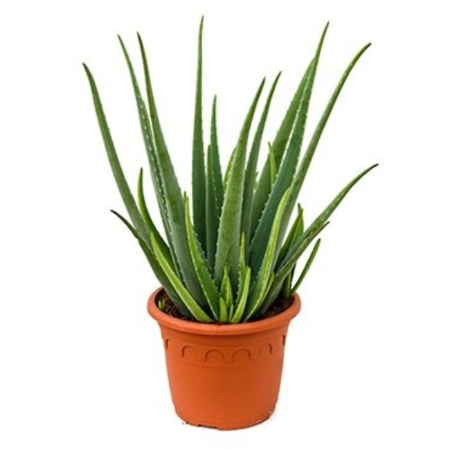 Aloe Vera XXL