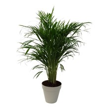 Elho Areca in Elho Urban Small