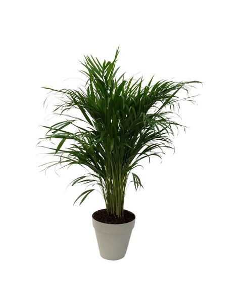 Elho Areca in Elho Urban Small