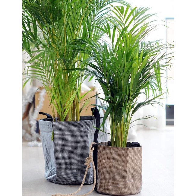 Areca in Elho Urban Small