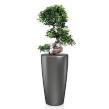 Lechuza Bonsai in watergevende pot