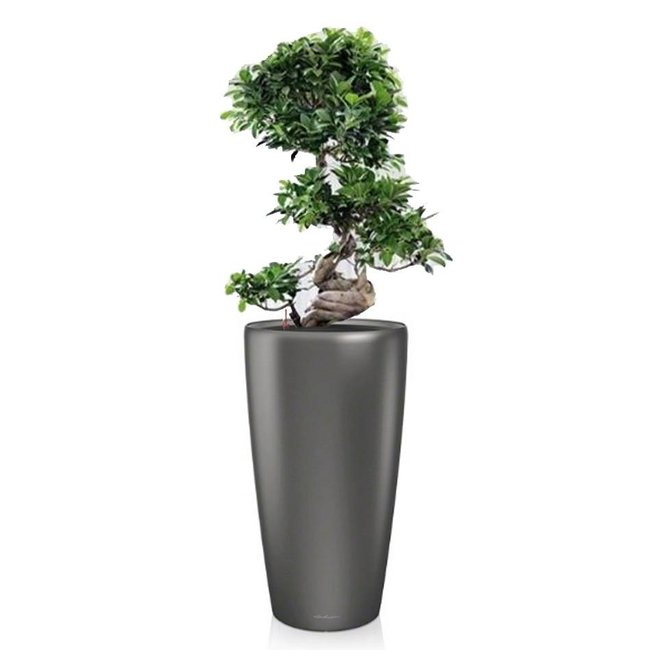 Bonsai in watergevende pot