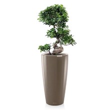 Lechuza Bonsai in watergevende pot