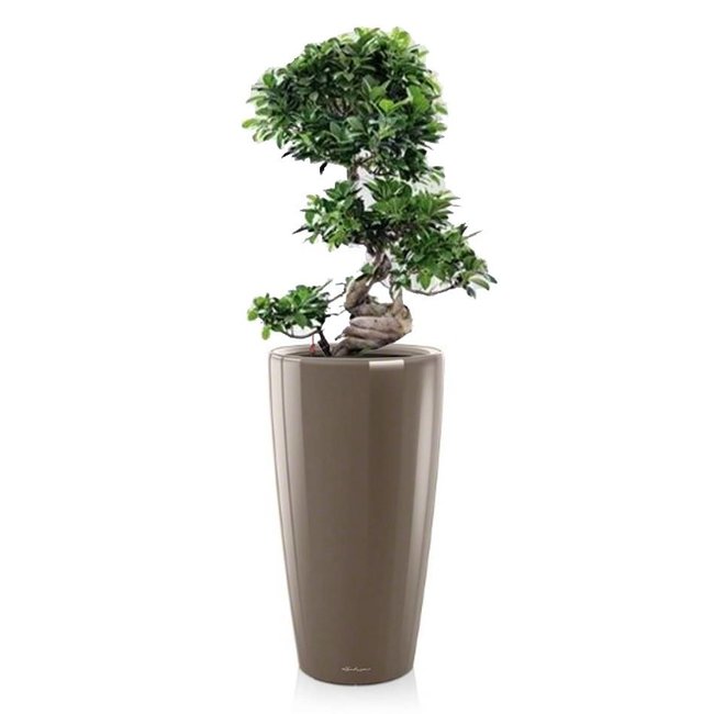 Bonsai in watergevende pot