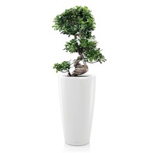 Lechuza Bonsai in watergevende pot