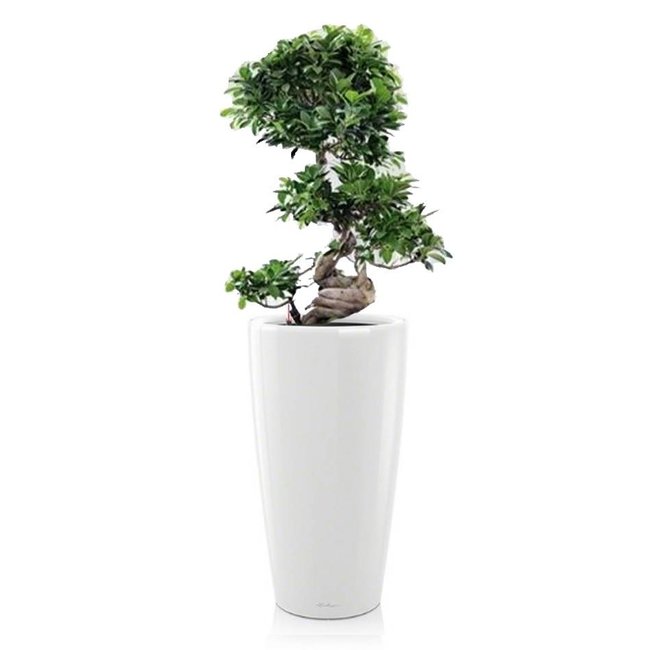 Bonsai in watergevende pot