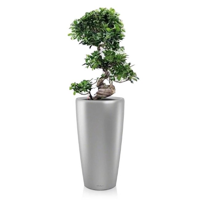 Bonsai in watergevende pot