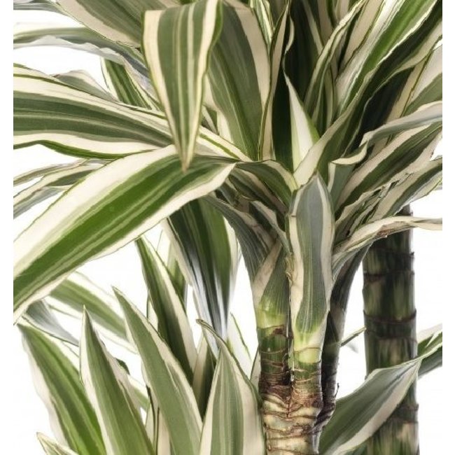 Dracaena White Stripe in Artstone pot