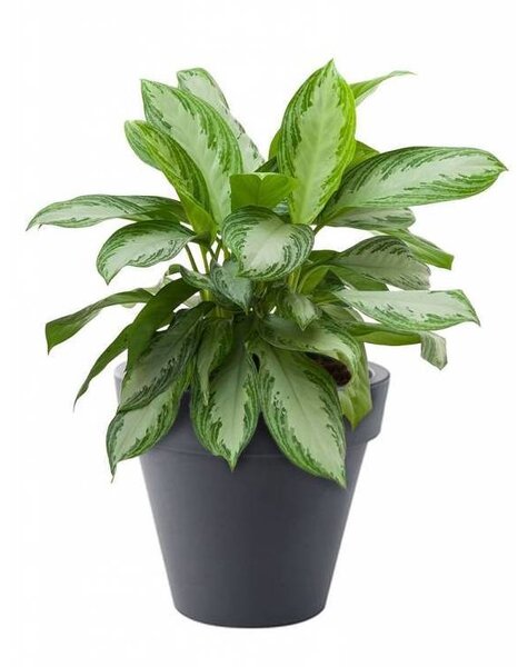 Elho Aglaonema Silver Bay in Elho pot