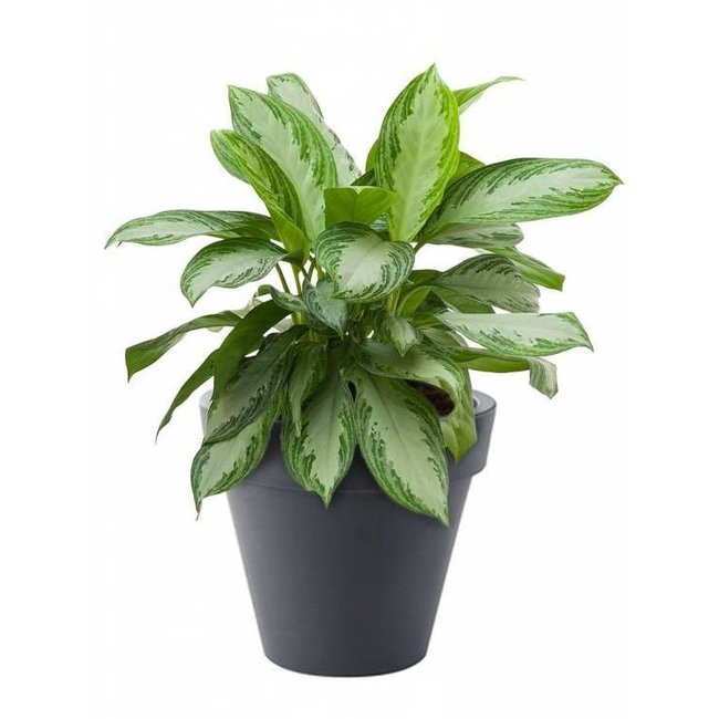 Aglaonema Silver Bay in Elho pot