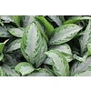 Aglaonema Silver Bay in Elho pot