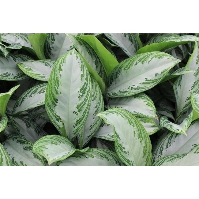 Aglaonema Silver Bay in Elho pot