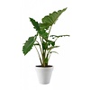 Alocasia Portadora in Elho pot