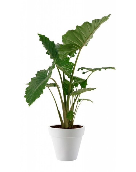 Elho Alocasia Portadora in Elho pot