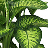 Dieffenbachia Maroba in Elho pot