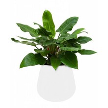 Elho Philodendron Imperial Green in Elho pot