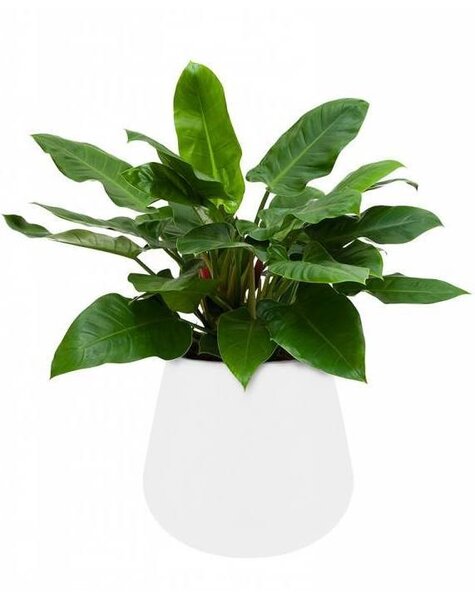 Elho Philodendron Imperial Green in Elho pot