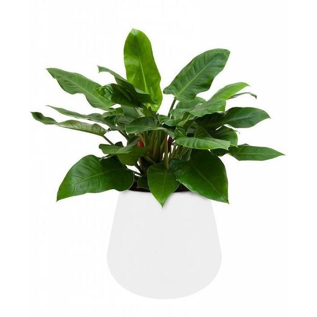 Philodendron Imperial Green in Elho pot
