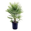 Chamaerops Humilis XL