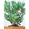 Crassula Horntree XL