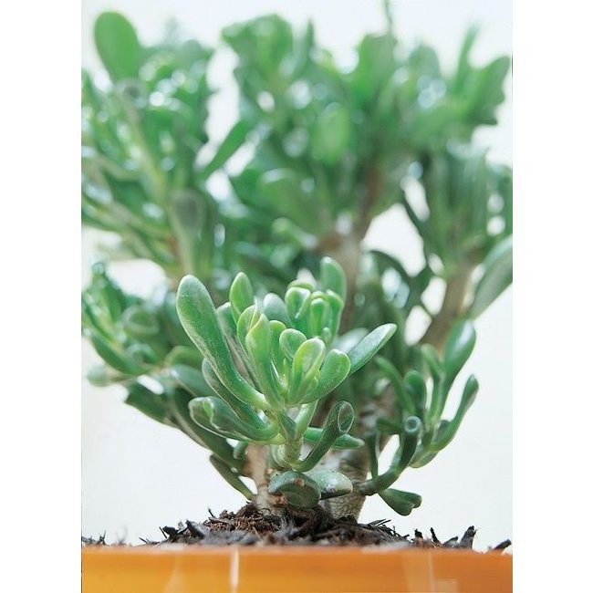 Crassula Horntree XL