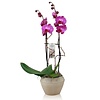 Orchidee Mundo Roze