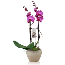 Orchidee Mundo Roze