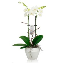 Orchidee Mundo wit