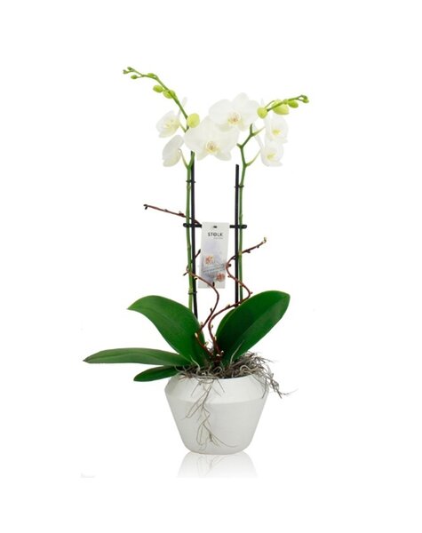Orchidee Mundo wit