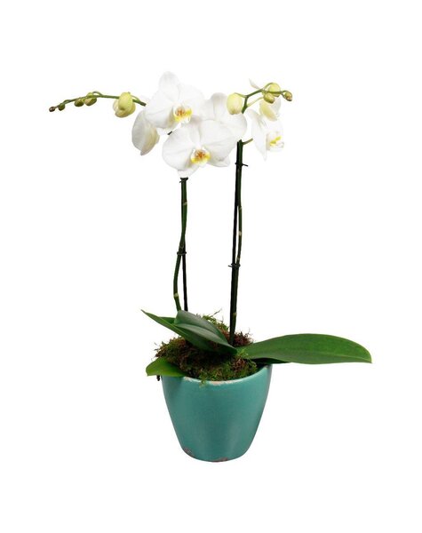 Orchidee 'Rustica'