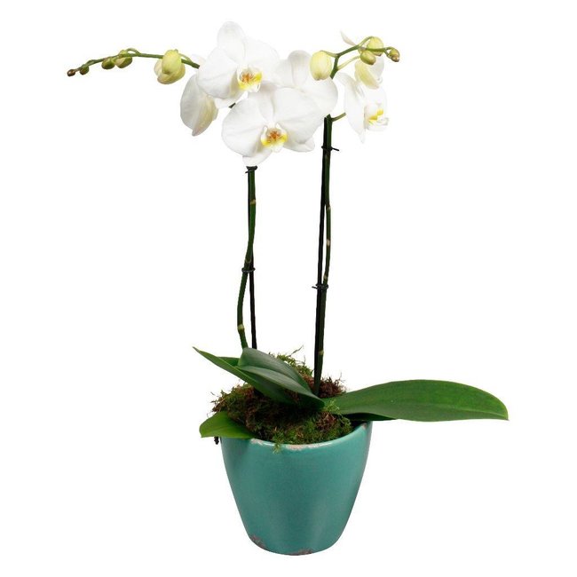 Orchidee 'Rustica'