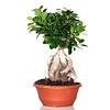 Ficus Ginseng Schaalvorm