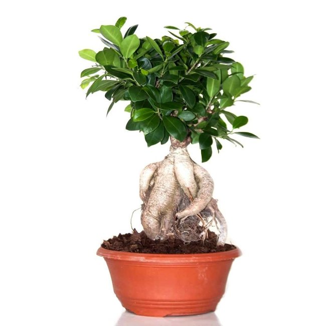 Ficus Ginseng Schaalvorm