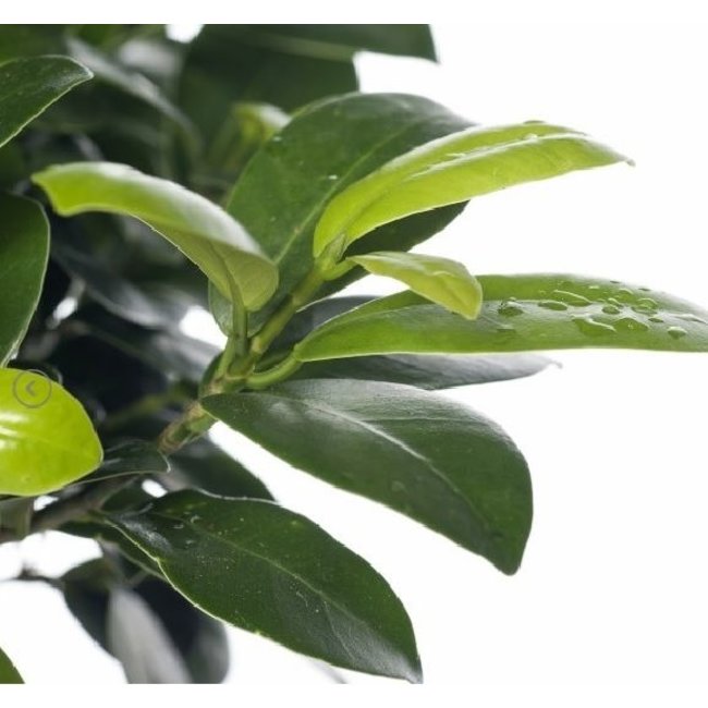 Ficus Ginseng Schaalvorm