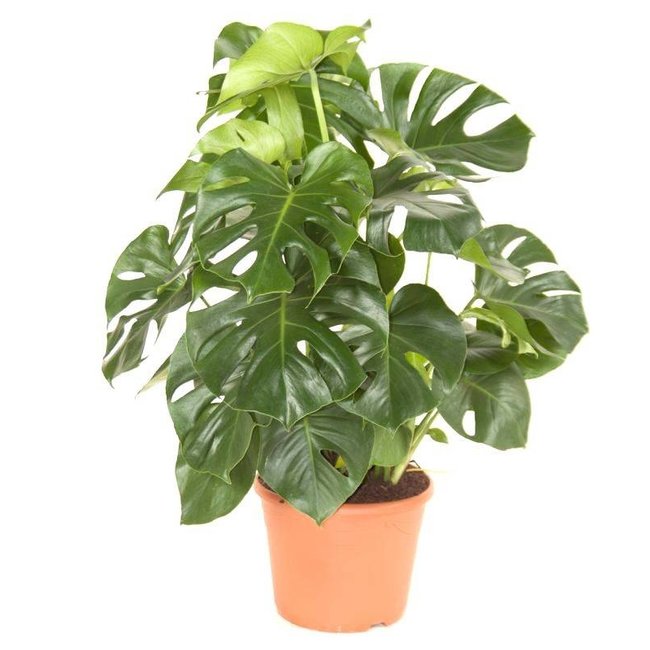 Monstera Gatenplant Bush L