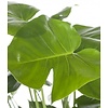 Monstera Gatenplant Bush L