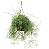 Rhipsalis Cassuta