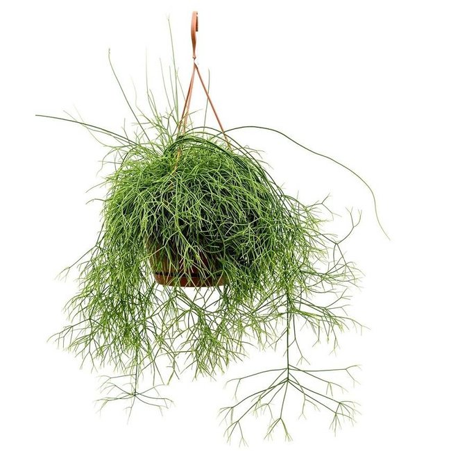 Rhipsalis Cassuta