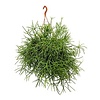 Rhipsalis Neves Armondii