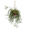 Rhipsalis Pilocarpa