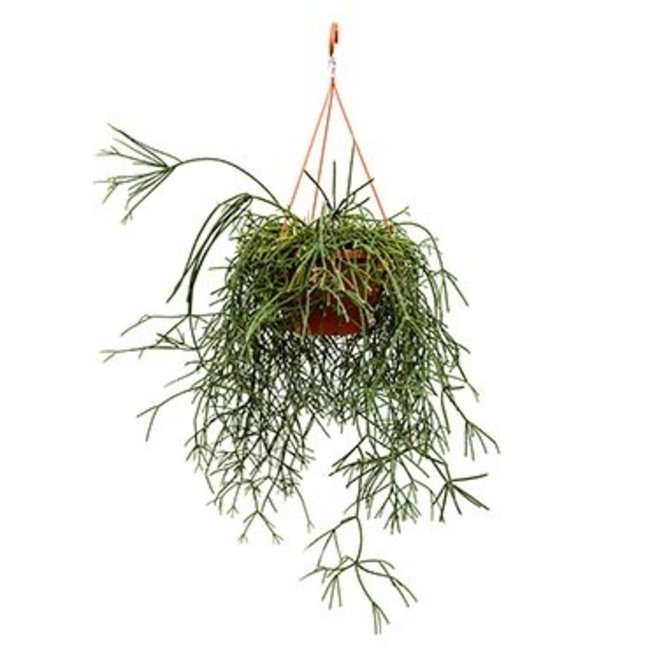 Rhipsalis Pilocarpa