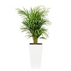 Areca in zelfwatergevende pot