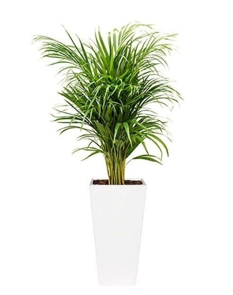 Lechuza Areca in zelfwatergevende pot