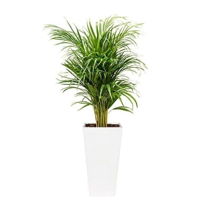 Areca in zelfwatergevende pot