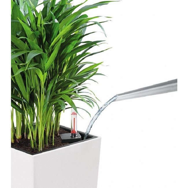 Areca in zelfwatergevende pot