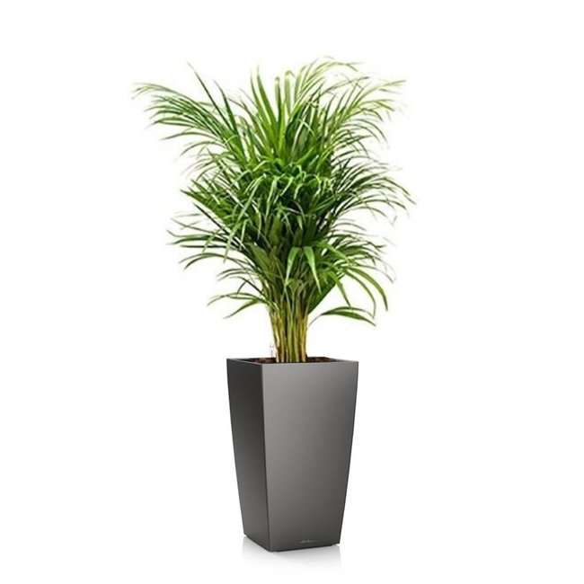 Areca in zelfwatergevende pot