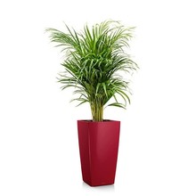 Lechuza Areca in zelfwatergevende pot