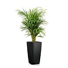 Areca in zelfwatergevende pot