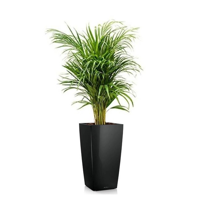 Areca in zelfwatergevende pot