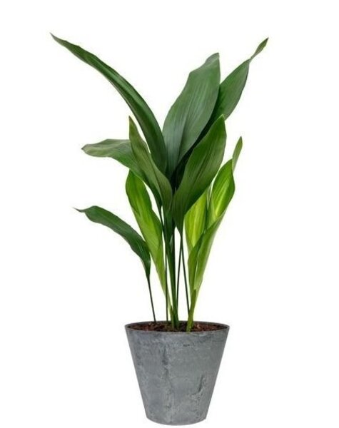 Artstone Aspidistra in Artstone pot